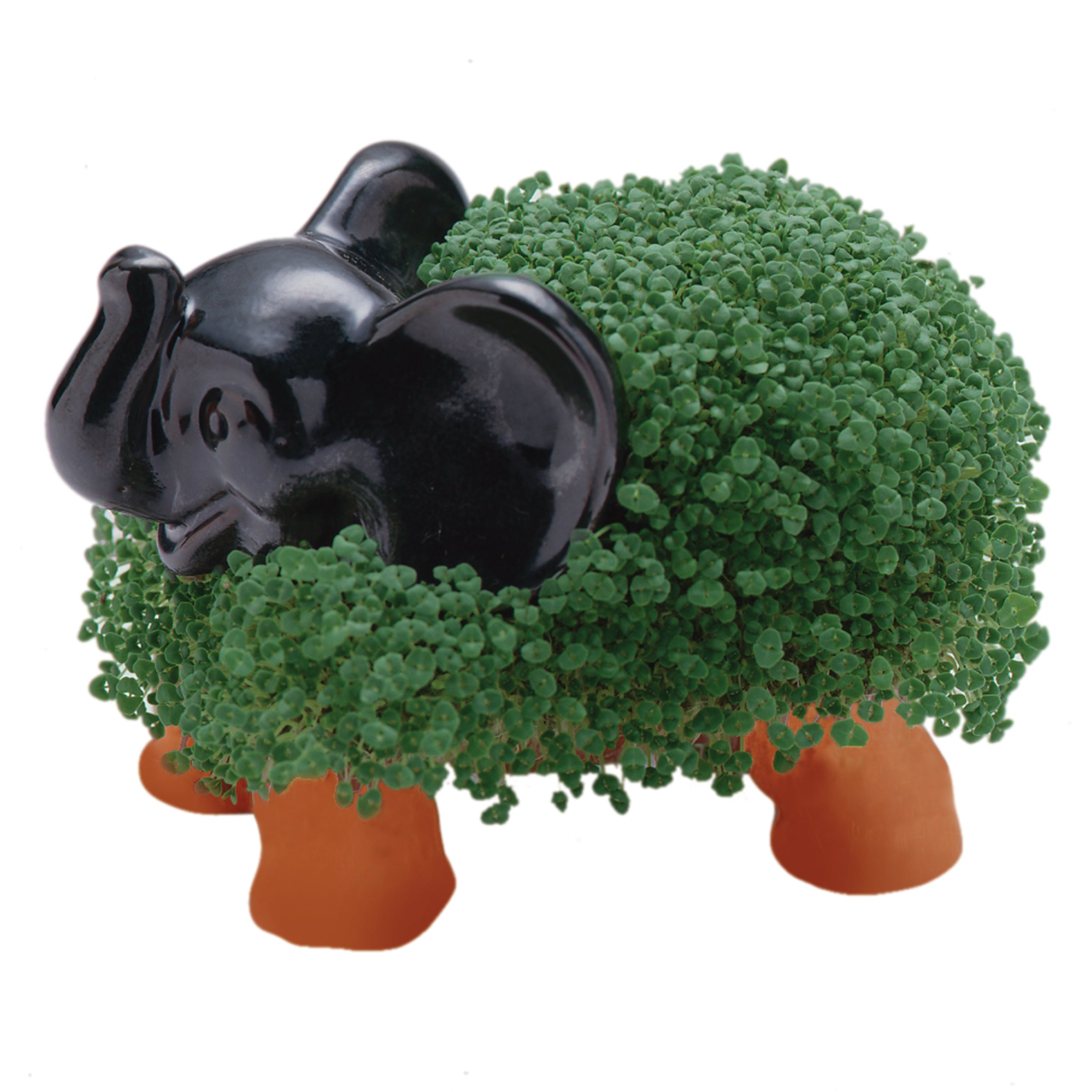 Classic Elephant Chia Pet