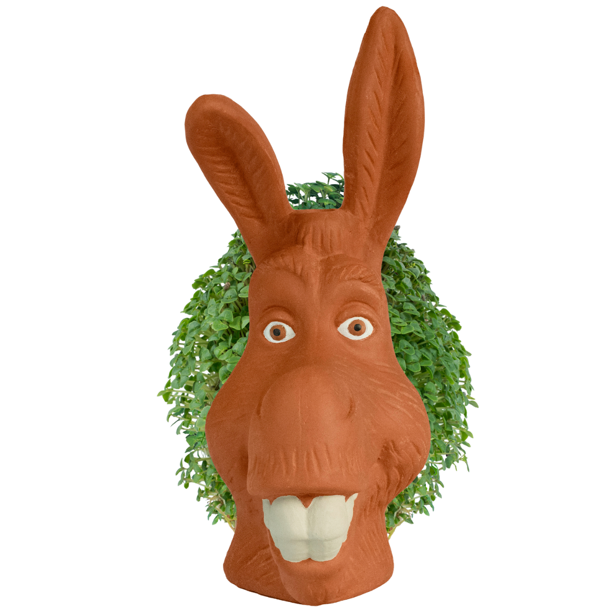 Shrek - Donkey Chia Pet