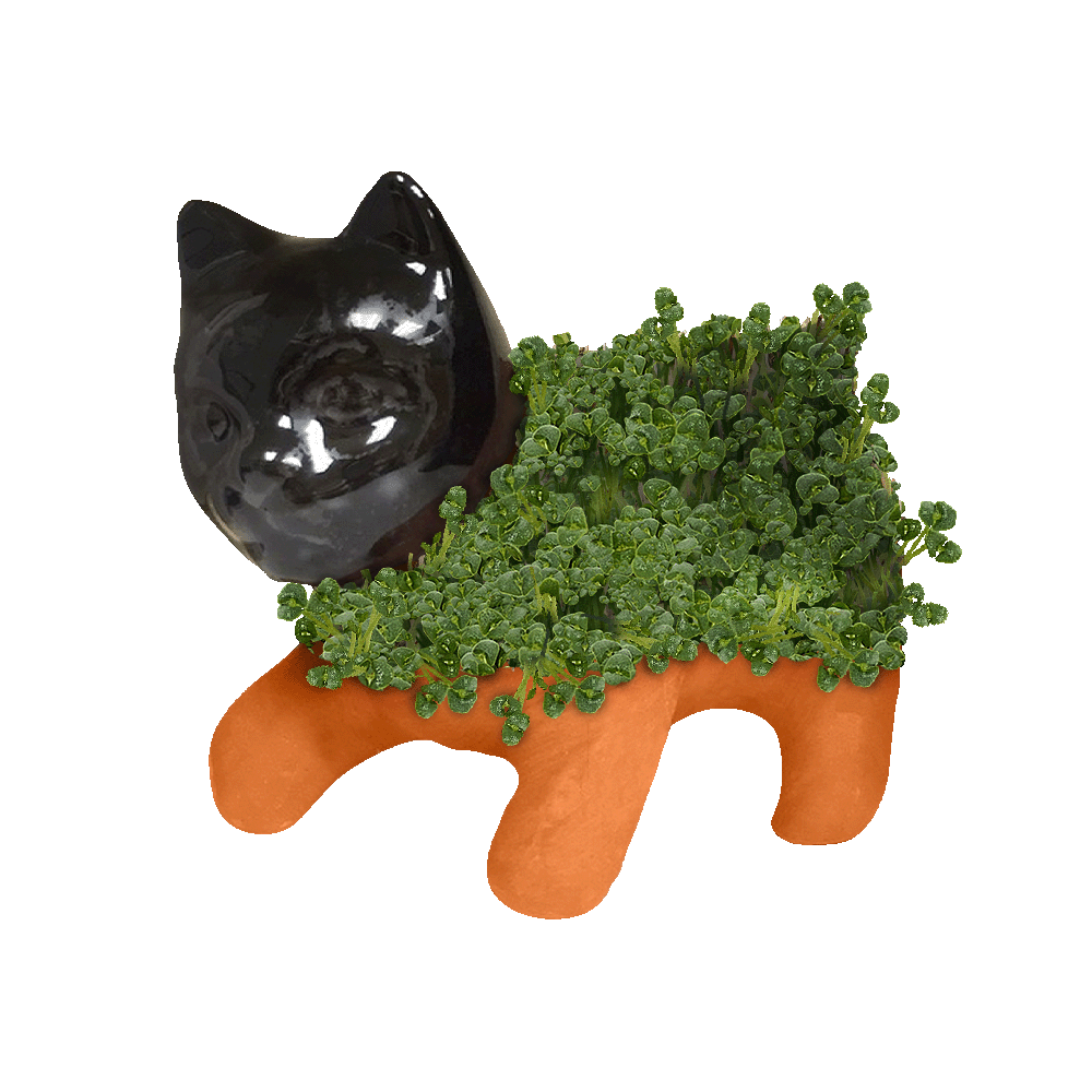 Classic Kitten Chia Pet