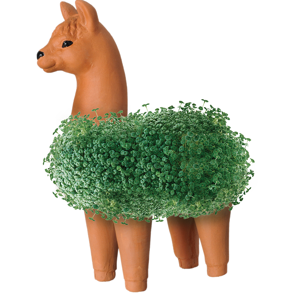Classic Llama Chia Pet