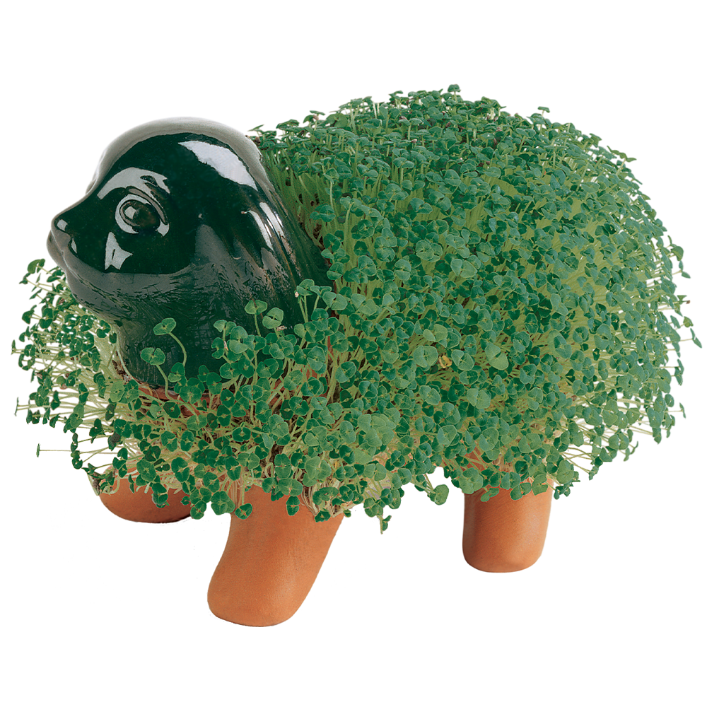 Original Puppy Chia Pet